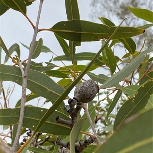 Corymbia terminalis at Tibooburra, NSW - 30 Jun 2024 01:42 PM