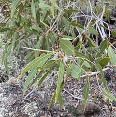 Corymbia terminalis at Tibooburra, NSW - 30 Jun 2024