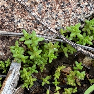 Crassula colorata var. acuminata at Tibooburra, NSW - 30 Jun 2024