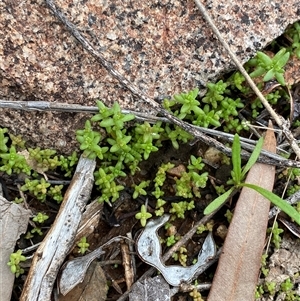 Crassula colorata var. acuminata at Tibooburra, NSW - 30 Jun 2024