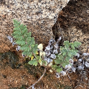 Cheilanthes lasiophylla at Tibooburra, NSW - 30 Jun 2024 01:36 PM