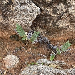 Cheilanthes lasiophylla at Tibooburra, NSW - 30 Jun 2024