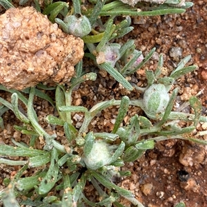 Actinobole uliginosum at Tibooburra, NSW by Tapirlord