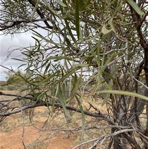 Atalaya hemiglauca at Tibooburra, NSW - 30 Jun 2024