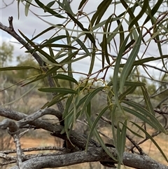 Atalaya hemiglauca at Tibooburra, NSW - 30 Jun 2024 01:34 PM