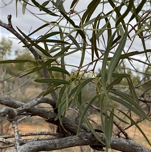 Atalaya hemiglauca at Tibooburra, NSW - 30 Jun 2024 01:34 PM