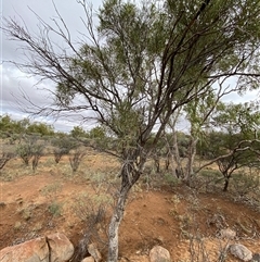 Atalaya hemiglauca at Tibooburra, NSW - 30 Jun 2024 01:34 PM