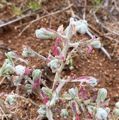 Dissocarpus paradoxus (Cannonball Burr) at Tibooburra, NSW - 30 Jun 2024 by Tapirlord