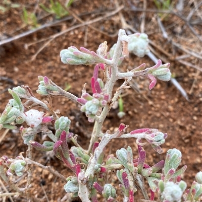 Dissocarpus paradoxus (Cannonball Burr) at Tibooburra, NSW - 30 Jun 2024 by Tapirlord