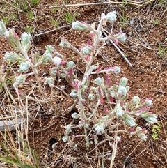 Dissocarpus paradoxus at Tibooburra, NSW - 30 Jun 2024