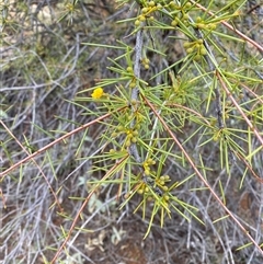 Acacia tetragonophylla (Dead Finish, Kurara) at Tibooburra, NSW - 30 Jun 2024 by Tapirlord