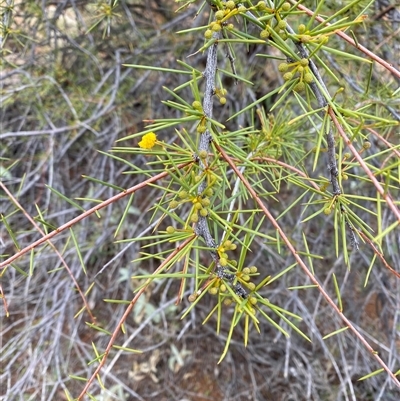 Acacia tetragonophylla (Dead Finish, Kurara) at Tibooburra, NSW - 30 Jun 2024 by Tapirlord