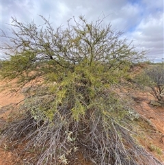 Acacia tetragonophylla at Tibooburra, NSW - 30 Jun 2024 01:33 PM