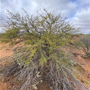Acacia tetragonophylla at Tibooburra, NSW - 30 Jun 2024 01:33 PM