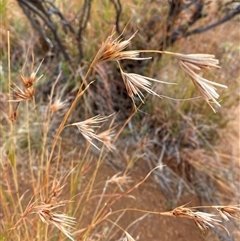 Themeda triandra (Kangaroo Grass) at Tibooburra, NSW - 30 Jun 2024 by Tapirlord