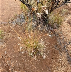 Themeda triandra at Tibooburra, NSW - 30 Jun 2024 01:30 PM