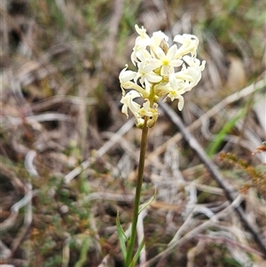 Stackhousia monogyna at Whitlam, ACT - 24 Sep 2024