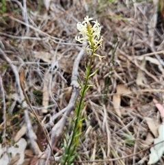 Stackhousia monogyna at Whitlam, ACT - 24 Sep 2024