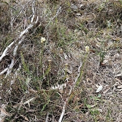 Stackhousia monogyna at Whitlam, ACT - 24 Sep 2024