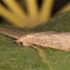 Casbia farinalis at Melba, ACT - 23 Sep 2024 09:42 PM