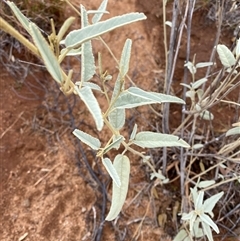 Sida petrophila (Rock Sida) at Tibooburra, NSW - 30 Jun 2024 by Tapirlord