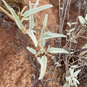 Sida petrophila (Rock Sida) at Tibooburra, NSW by Tapirlord