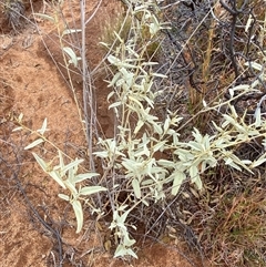 Sida petrophila at Tibooburra, NSW - 30 Jun 2024 01:30 PM