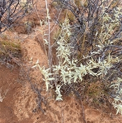 Sida petrophila at Tibooburra, NSW - 30 Jun 2024