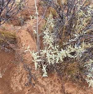 Sida petrophila at Tibooburra, NSW - 30 Jun 2024