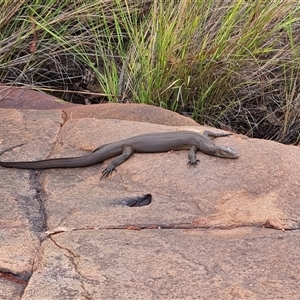Varanus mertensi at Wunaamin Miliwundi Ranges, WA - suppressed
