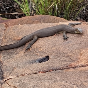 Varanus mertensi at Wunaamin Miliwundi Ranges, WA - suppressed