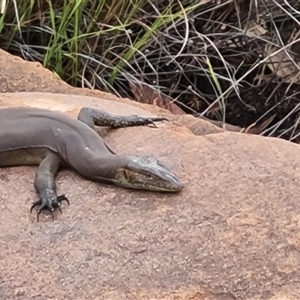 Varanus mertensi at Wunaamin Miliwundi Ranges, WA - suppressed
