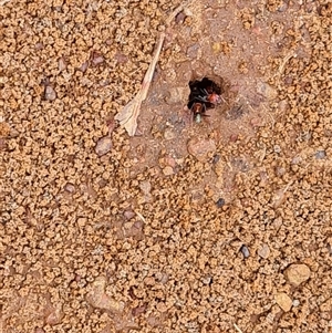 Iridomyrmex purpureus at Drysdale River, WA - 22 Sep 2024 11:12 AM