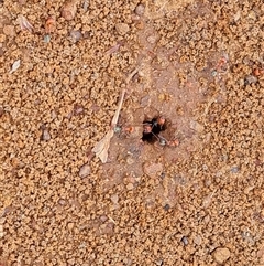 Iridomyrmex purpureus at Drysdale River, WA - 22 Sep 2024 11:12 AM