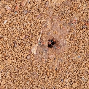 Iridomyrmex purpureus at Drysdale River, WA - 22 Sep 2024 11:12 AM