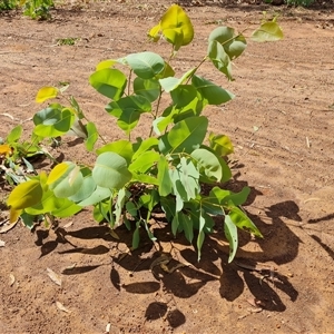 Eucalyptus sp. at Drysdale River, WA by Mike