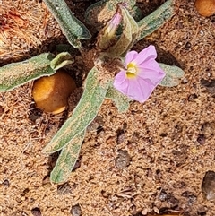 Unidentified Other Wildflower or Herb at Drysdale River, WA - 22 Sep 2024 by Mike