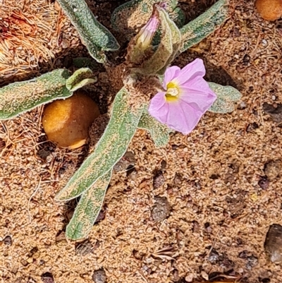 Unidentified Other Wildflower or Herb at Drysdale River, WA - 22 Sep 2024 by Mike