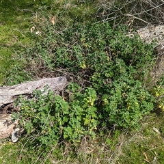 Marrubium vulgare at Boweya, VIC - 22 Sep 2024 by Darcy