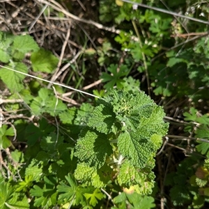 Marrubium vulgare at Boweya, VIC - 22 Sep 2024