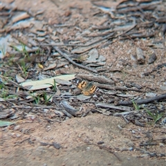 Vanessa kershawi (Australian Painted Lady) at Boweya, VIC - 22 Sep 2024 by Darcy