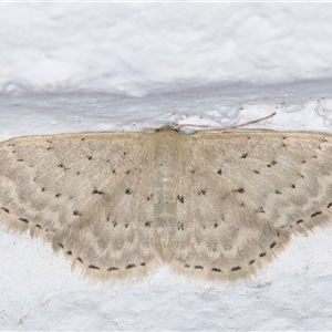 Idaea philocosma at Melba, ACT - 23 Sep 2024 09:48 PM