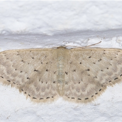 Idaea philocosma (Flecked Wave) at Melba, ACT - 23 Sep 2024 by kasiaaus