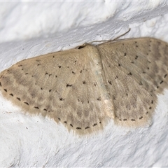 Idaea philocosma at Melba, ACT - 23 Sep 2024 09:48 PM