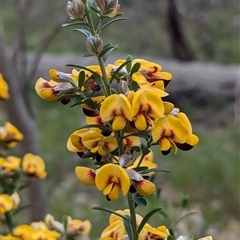 Pultenaea platyphylla at Boweya, VIC - 22 Sep 2024 by Darcy