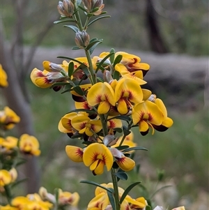 Pultenaea platyphylla at Boweya, VIC - 22 Sep 2024