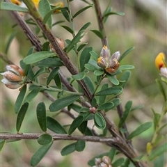 Pultenaea platyphylla at Boweya, VIC - 22 Sep 2024 12:28 PM