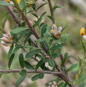 Pultenaea platyphylla at Boweya, VIC - 22 Sep 2024 12:28 PM