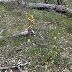 Pultenaea platyphylla at Boweya, VIC - 22 Sep 2024 12:28 PM