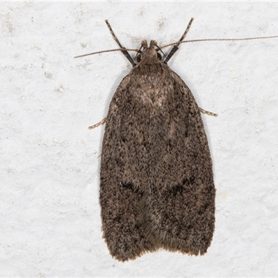 Chezala silvestris (Common forest moth) at Melba, ACT - 23 Sep 2024 by kasiaaus